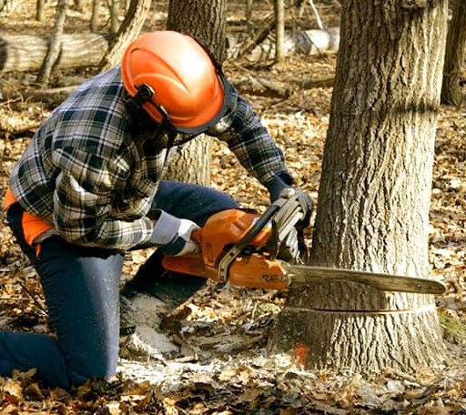 Tree Removal in Owls Head, ME